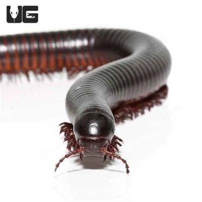  Giant African Millipede: An Armored Wonder Roaming the Earth With Thousands of Legs and an Appetite for Decay!