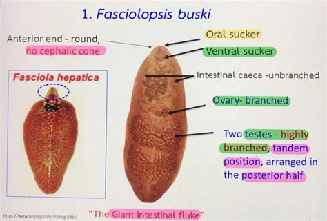  Giant Intestinal Fluke: A Master of Deception Disguised as a Gentle Parasite!