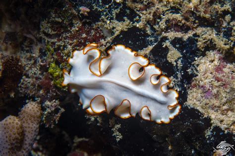 Worms: Can These Tiny Flatworms Really Conquer the World's Oceans?