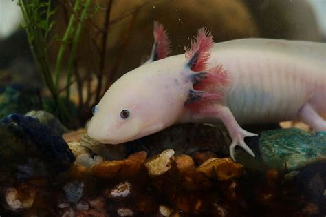  Axolotl: Can This Adorable Salamander Really Regenerate Its Entire Body?