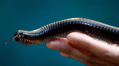  Brachygeomys!  A Marvel of Millipede Evolution With Hundreds of Legs?