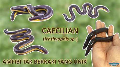  Caecilian: Bu Sıradışı Amfibi Nasıl Görünmeden Yaşar ve Kendini Yeryüzünde Korur?