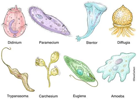  Didinium: Bu Tezgahta Bir Protozoon Vurgunu Yürütüyor mu?