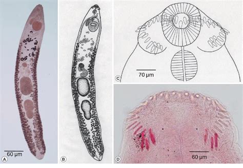  Echinostoma:  Bir Akdeniz Şöleni İçin Şeffaf Bir Yolcu mu?