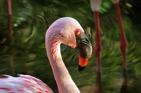 Flamingo Nasıl Olabilir Çıplak Bir Kırlangıçtan Daha Zariftir?