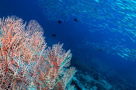  Gorgonian! Denizlerin Renkli Mercanı ve Gizemli Dünyası