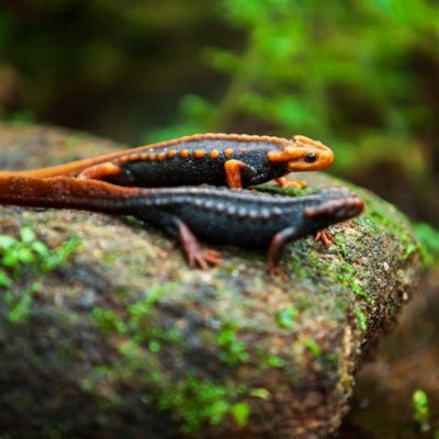 Himalayan Newt! A Master of Disguise With Skin as Smooth as Velvet