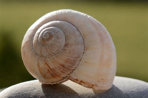  Horned Snail:  A Masterful Sculptor Hiding Within A Spiraling Shell!