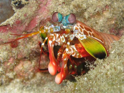  Mantis Shrimp: A Tiny Terror That Packs a Punch Faster Than a Gun!