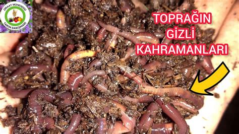  Termite! Sınırsız Bir Topluluk Dünyası İçine Dalın ve Toprakta Gizli Bir İmparatorluğu Keşfedin