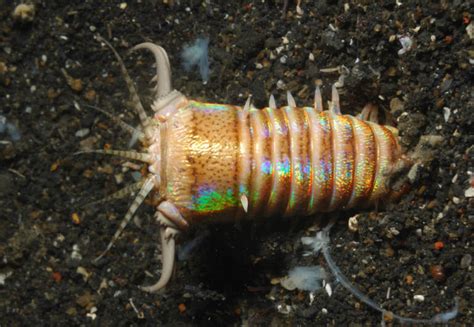  Ulcerated Sea Worm: Can This Carnivorous Creepy Crawler Survive in Your Aquarium?