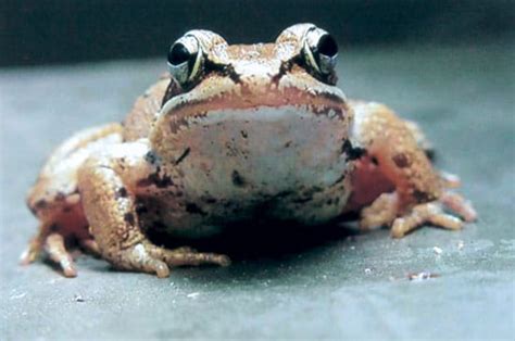  Wood Frog:  A Master of Camouflage and An Amphibian Maestro of Winter Survival!