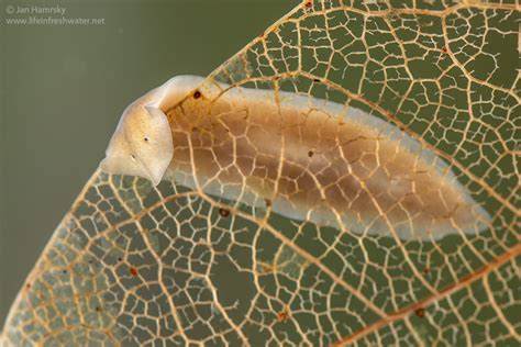  Woolly Bear Worm: This Tiny Freshwater Flatworm Packs A Punch With Its Remarkable Regenerative Abilities!