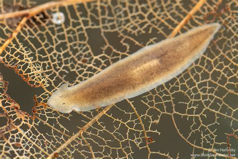   Xenoplana! A Curious Flatworm Leading a Surprisingly Complex Life