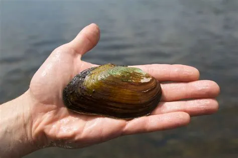  Xylophagaina: Can a Clam That Lives on Wood Be Real?!