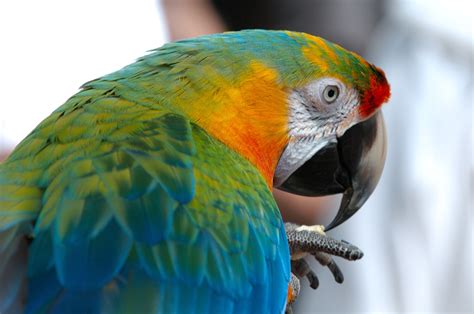  Yellow-Headed Parrot: With Vibrant Feathers and a Love for Chatter, Discover This Tropical Treasure!