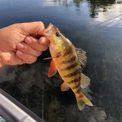  Yellow Perch:  A Tiny Terror With An Appetite For Aquatic Insects!