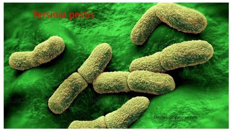  Yersinia pestis:  Bu Küçük Bakteri Büyük Bir Tehdit Mi?